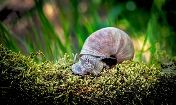 美丽的蜗牛爬上花园里的草 这是最好的照片 — 图库照片