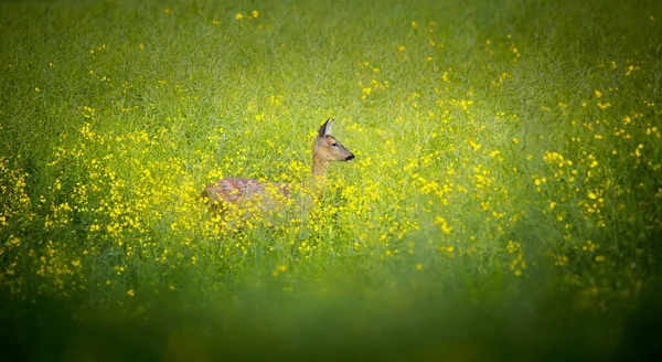 一只美丽的鹿在黄色的草地上观察周围环境 这是最好的照片 — 图库照片