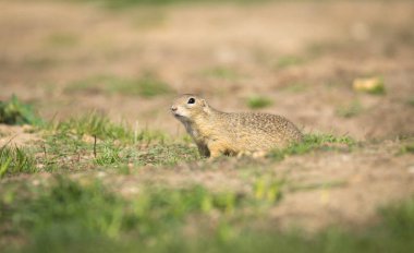 Yer sincabı koşar ve çayırdaki çevreyi gözlemler, en iyi fotoğraf.
