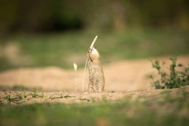Yer sincabı mısır gevreği yer, en iyi fotoğraf.