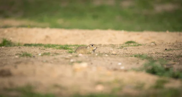 Pozemní Veverka Běží Pozoruje Okolí Louce Nejlepší Foto — Stock fotografie