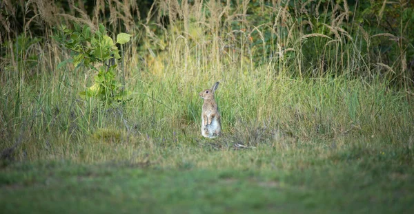 Vild Hare Sitter Och Tittar Omgivningen Det Bästa Fotot — Stockfoto