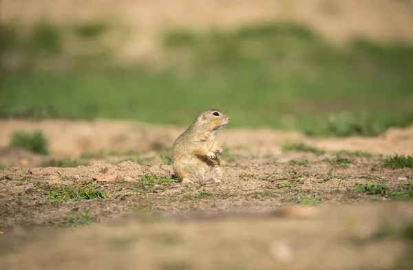 Ground Squirrel Runs Observes Surroundings Meadow Best Photo — Stock Photo, Image