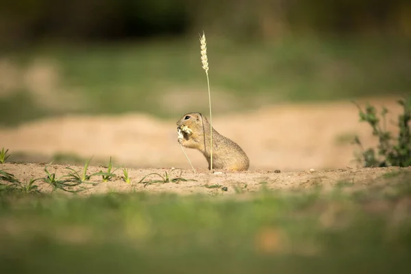 地上のリスはトウモロコシの耳の穀物を食べます — ストック写真