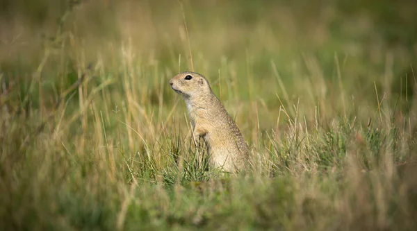 Ground Squirrel Runs Observes Surroundings Meadow Best Photo — Stock Photo, Image