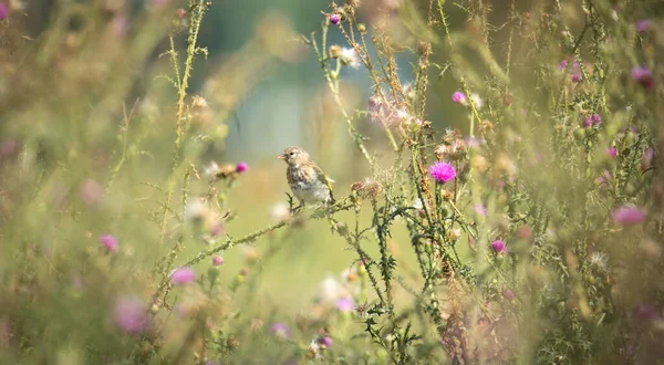 Muito Bom Goldfinch Sentado Cardo Melhor Foto — Fotografia de Stock