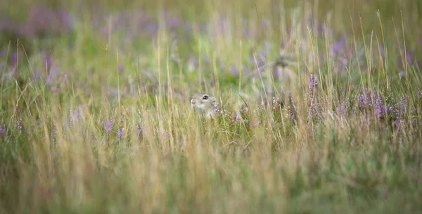 땅다람쥐는 뛰면서 초원의 환경을 합니다 — 스톡 사진