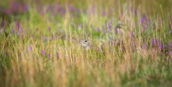 Ground Squirrel Runs Observes Surroundings Meadow Best Photo — Stock Photo, Image