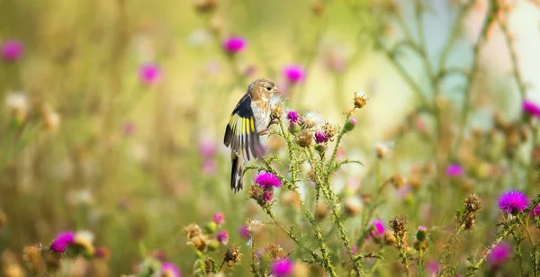 Muito Bom Goldfinch Sentado Cardo Melhor Foto — Fotografia de Stock