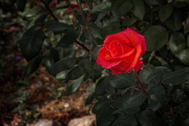 Bahçede gül. Musevi çölünde bir gül, doğanın ve insan emeğinin bir mucizesi. Seçici güller