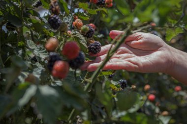 Çiftlikteki böğürtlen. Çevre turistleri için bir program. Harika bir dinlenme ve rahatlık. Çocuklar ve yetişkinler için program...