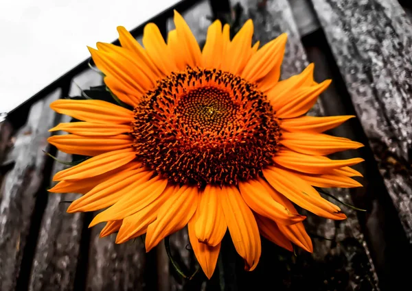 Beautiful Yellow Sunflowers and the Wooden fence