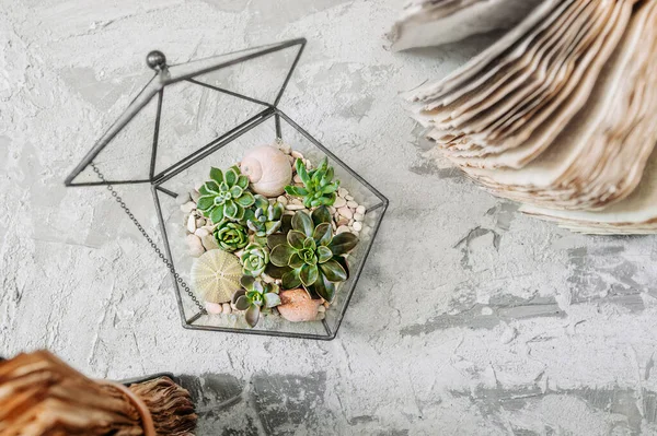 Geometric Glass Vase Succulents Cactuses Stones Shells Gray Cement Table — Stock Photo, Image