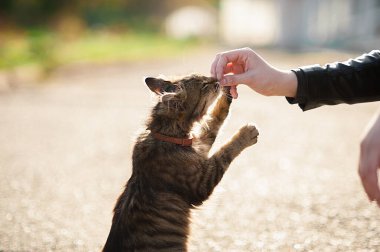 Bıyıklı ve tasmalı çok renkli bir kedi arka ayaklarının üzerinde duruyor ve kızın elini kokluyor.