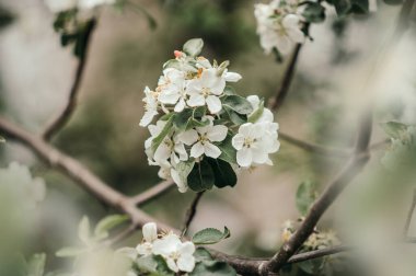 Önü bulanık, yeşil yapraklı beyaz bir ağaç dalı.