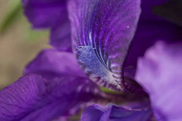 Púrpura Aterciopelado Iris Flor Pétalo Primer Plano —  Fotos de Stock