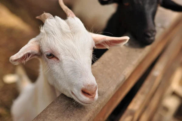 Nahaufnahme Weißer Ziegen Die Laut Die Kamera Schauen Und Sich — Stockfoto