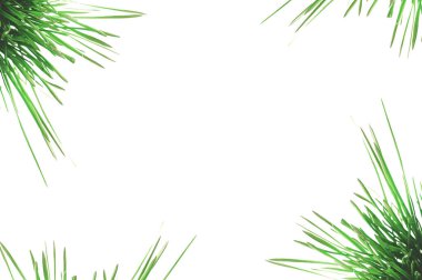 yeşil taze çimenler tarafından çerçevelenmiş metin veya bilgi için beyaz sayfa