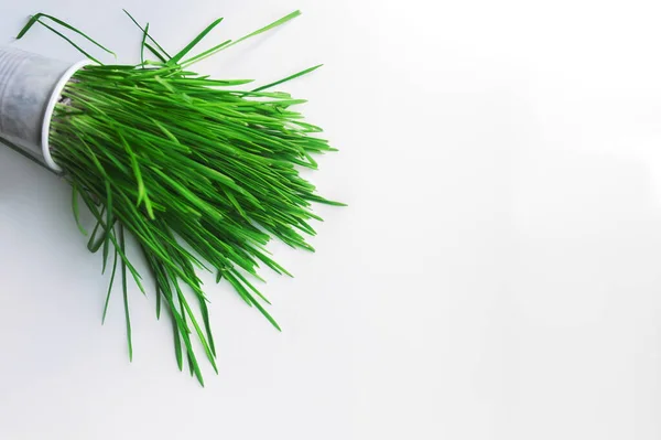 Frisches Hellgrünes Gras Das Aus Einem Glas Des Hauses Wächst — Stockfoto