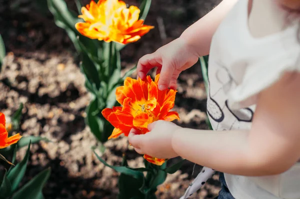 Natureza Amante Criança Segura Ordenadamente Flor Tulipa Vermelha Amarela Com — Fotografia de Stock