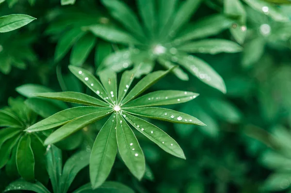 Leuchtend Grüne Blätter Der Pflanze Ohne Blüte Mit Großen Wassertropfen — Stockfoto