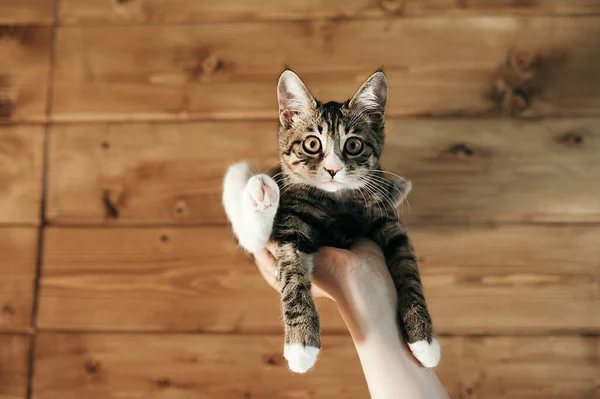 Kuril Kısa Kuyruklu Kedi Yavrusu Ahşap Bir Duvara Karşı Baş — Stok fotoğraf