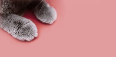 Banner about Pets, pink background gray paws of a cat. Paws of a British cat with short hair close-up. clipart
