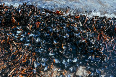 Deniz kıyısında su ve yosunlu çok sayıda boş midye kabuğu var.
