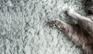 woolly grey paws of a British cat with brown pads on a soft blue-grey carpet with a large pile clipart