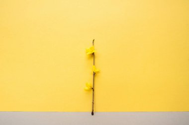 Parlak sarı bir zemin üzerinde çiçek açan bir baharın ince dalı.