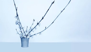 Bir demet bahar çiçeği ile dekorasyon için küçük metal bir kova. üzüm kompostosu renk tonlaması