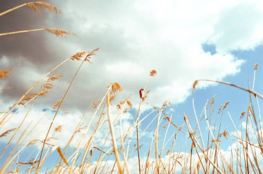 Seçici odaklanma. Nadir bir Altın Çivili tarla koyu yağmur bulutları ile mavi bir gökyüzüne karşı