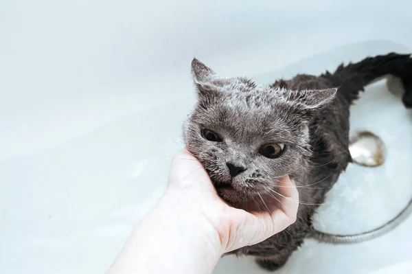 Hoşnutsuz Ağızlık Beyaz Bir Banyoda Suyla Birlikte Gri Ngiliz Kedisini — Stok fotoğraf