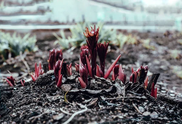 Germinação Caules Plantas Vermelhas Solo Úmido Úmido Jardim — Fotografia de Stock