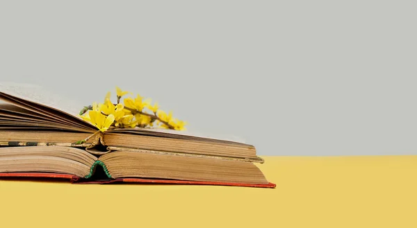 small yellow blooming forsythia flowers on open old books with battered leaves. book banner