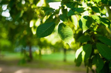 Ağacın yaprakları, parlak güneş ışığı, yeşil yaprak dokusu.