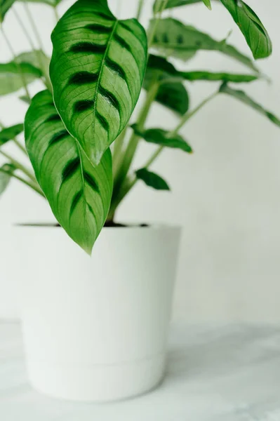 Hojas Una Planta Calatea Verde Una Maceta Blanca Enfoque Selectivo — Foto de Stock