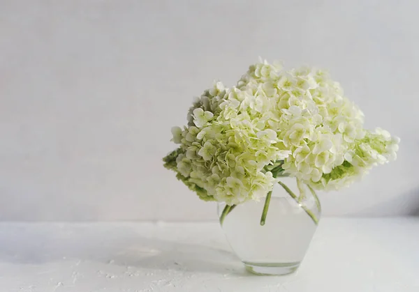 Bouquet Rigogliosa Ortensia Bianca Elegante Vaso Vetro Luce Naturale Uno — Foto Stock