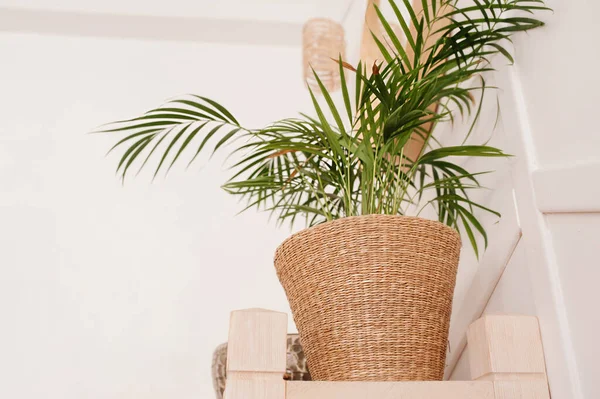 Green Flower Wicker Pot Light Wooden Table Interior Growing Plants — Stock Photo, Image