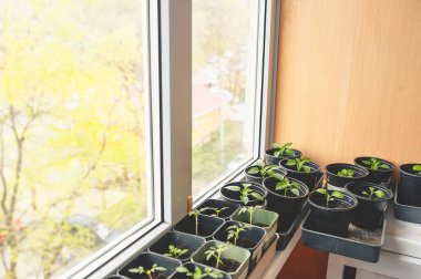 Evin penceresindeki plastik kutularda mikro yeşillikler ve fidanlar yetişiyor. Apartmanda bitki yetiştirme. Kendi ellerinle taze bitkiler.