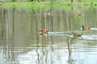 Mandarin ördekleri doğal ortamda aix galericulata yeşil bir gölette yüzer ve suda izler bırakır.