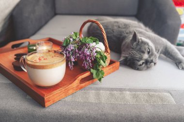 Dalgalı kahve, çikolatalı kurabiye ve sepetteki mor leylak demeti, gri kanepe ve sarı gözlü gri kısa saçlı İngiliz kedisiyle yatakta tembel tembel yatar ve dinlenir.