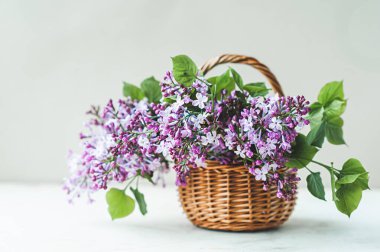 Çiçek açan taze mor leylak dalları hasır bir sepetin içinde yeşil yapraklarla doğal ışık altında bir ışık masasında. ev konforu basit dekor