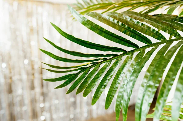 Duży Zielony Świeży Liść Domowej Uprawianej Palmy Tle Dekoracji Ściany — Zdjęcie stockowe