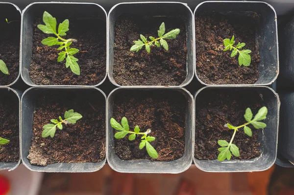 Cultivo Micro Verdes Plántulas Latas Plástico Ventana Casa Cultivo Plantas — Foto de Stock