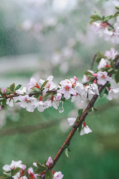 Starker Sommerregen Prasselt Auf Die Äste Blühender Kirschen Nasse Rosa — Stockfoto