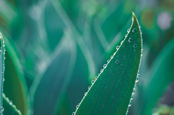 Große Wassertropfen Auf Einem Grünen Dichten Blatt Garten Gegenlicht Pflanzliche — Stockfoto