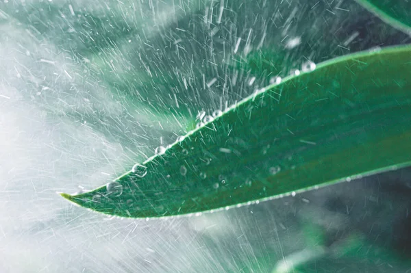 Sterke Regendruppels Raken Het Groene Blad Van Een Plant Een — Stockfoto