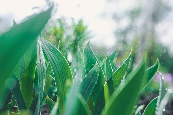 Starker Sommerregen Fällt Großen Tropfen Auf Ein Blumenbeet Mit Dichten — Stockfoto