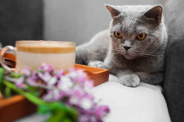 Gris Shorthair Gato Británico Con Ojos Amarillos Sofá Gris Con — Foto de Stock